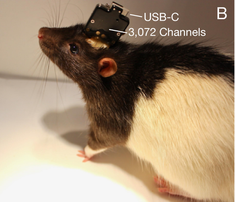 rat with brain-machine interface